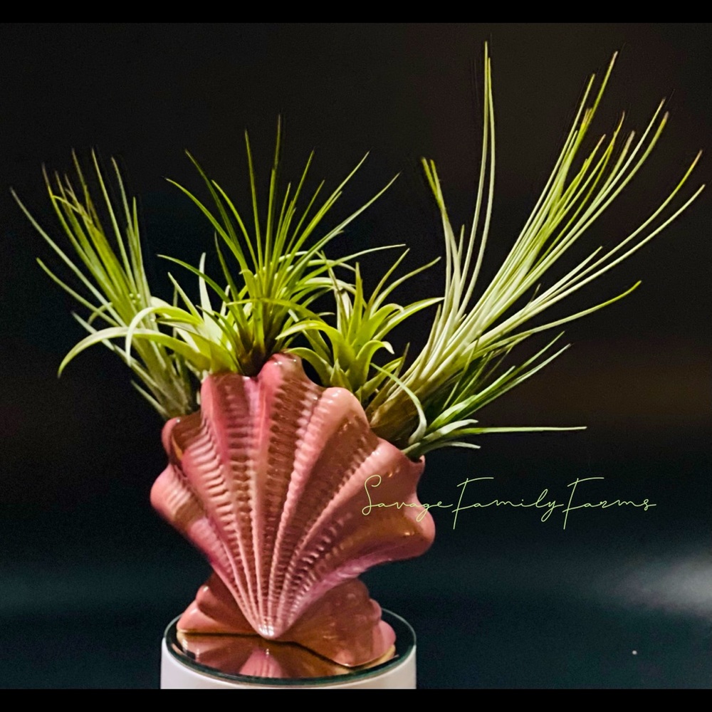 This is a beautiful vintage Frankoma seashell vase, with six assorted air plants